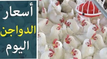 استقرار بورصة الدواجن .. سعر الفراخ البيضاء اليوم الاثنين 17 يونيو 2024 في مصر خلال عيد الأضحى المبارك