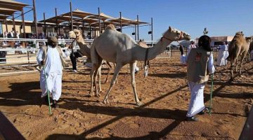 لجان التحكيم بـ”مهرجان جادة الإبل بتبوك” تسعى لتحقيق العدالة في كافة المراحل