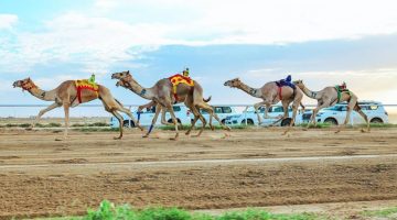 مهرجان ولي العهد للهجن: المُلاك السعوديون في الصدارة