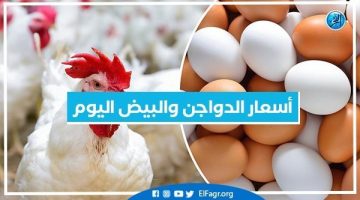 أسعار الدواجن والبيض اليوم الأربعاء 18-9-2024 في الدقهلية