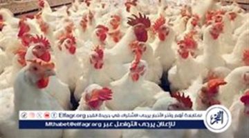 أسعار الدواجن والبيض اليوم الجمعة 27-9-2024 في الدقهلية