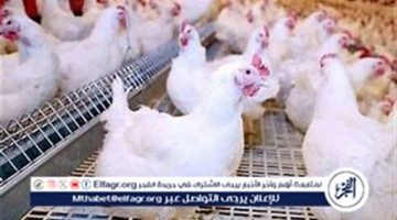 بورصة الدواجن.. أسعار الفراخ البيضاء اليوم الجمعة 20-9-2024    في قنا