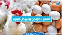 عاجل – فراخ وبيض: أسعار الدواجن اليوم الخميس