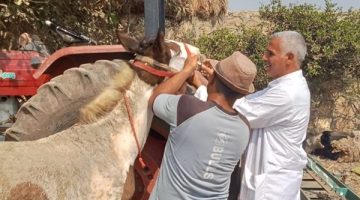 جامعة الزقازيق توجه قافلة بيطرية مجانية لقرية الطيبة